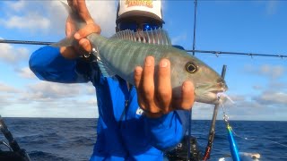 Slow jigging uku catch and cook