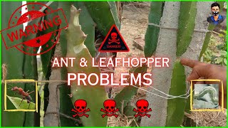 Damage & Infection In Dragon Fruit Caused By Ant/Leafhopper || Pest Control In Dragon Farm