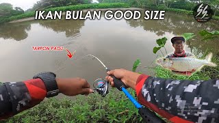 CASTING IKAN BULAN@TARPON | ULTRALIGHT FISHING