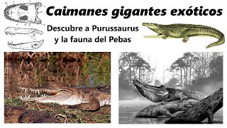 Los cocodrilos del Pebas. Descubre a Purussaurus y sus increíbles parientes