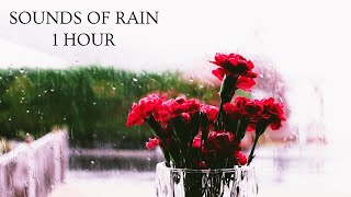 Relaxing Sound Of Rain, Sleep Sounds | Rain Sounds, Sleep Rain, Sounds Of Rain For Sleep