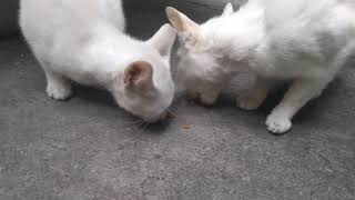 Cats of Eastwood City - Feeding white cat family