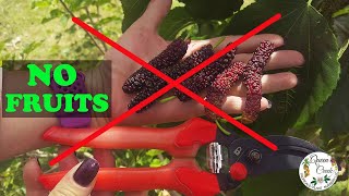 This Is WHY Your Pakistan Mulberry Is NOT Fruiting!!!