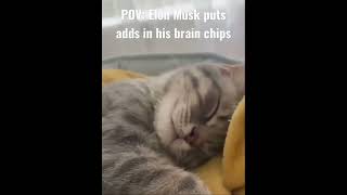 POV: Elon Musk puts adds on his brain chips (Cat)