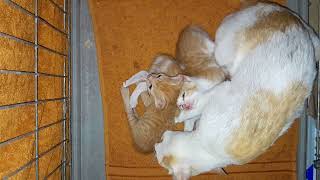 Mom cat Taking Care and sleep well with her beloved baby kittens