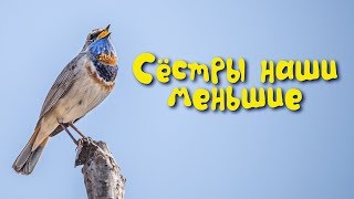 Птицы ВКО: Сестры наши меньшие / Уличные певуньи