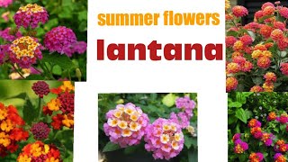 Summer and permenant flower lantana| care and propagation in hindi/urdu