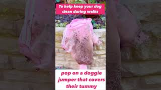 #shorts  How to keep your dog clean on walks