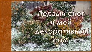 Первый снег 2019 и мой  декоративный сад в октябре.