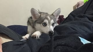 Alaskan Klee Kai Puppy vs. Laser Pointer