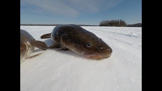 More Burbot.