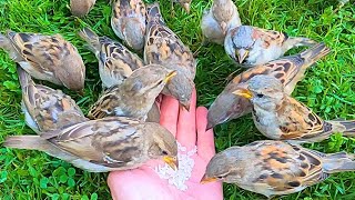 Hand Feeding House Sparrows Rice on Green Grass [4K60]