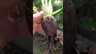 Black Radish Harvest #gardening #satisfying