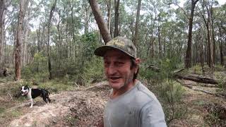 Metal detecting Gold nuggets on the FAMOUS HUMBUG HILL Creswick. (Episode 126)