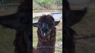 dona Alpaca toda linda pedindo um biscoito! rs