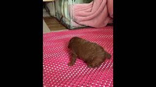 Девочка той пудель 25 дней. Познаёт новый мир.Toy poodle girl 25 days old.  Learns a new world.