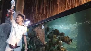 Piranha feeding di bali safari dan marine park