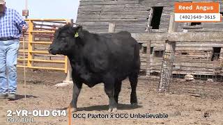 RA 614 cow bull