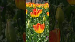 Spring blossom tulips #blossom #tulip #tulips #spring #flowers