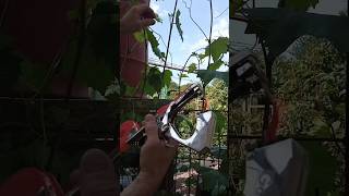 The tape tool #garden #tools #grape