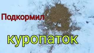 Подкармливаю  куропаток