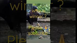 #Who is winner ? #shorts #shortsvideo #youtubeshorts #viral #animals