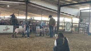 Team GCP- Cameron County Medium Wool Class 16 02/17/23