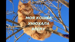 Прогулка нашей кошки 🐈 птички|приближение весны|влог про кошку|