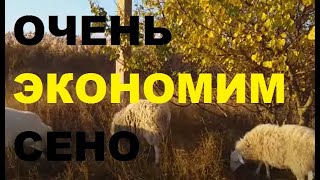 Кормление коз и овец. Как сэкономить сено в межсезонье.