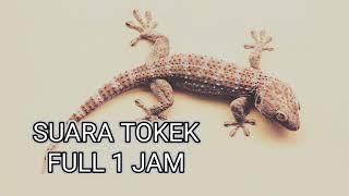 Suara Tokek | Full 1 Jam