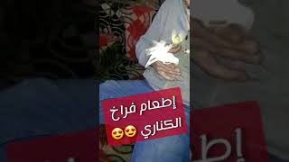 إطعام فراخ الكناري باليد 😍