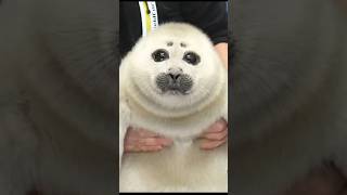 Sea doggos “Seal” the deal #seal #dog #shorts #animals #pets