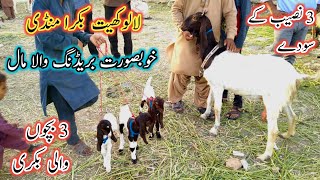 Lalukhet Bakra Mandi Update | 3 Bachon Wali Bakri | Lalukhet Bakra Mandi Today | Bakra Mandi 2023 |