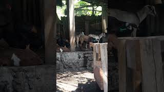 Gasi Ma Ngihi Jadi Permen Kambing Di Kandang || KOMPAK TARAKANI