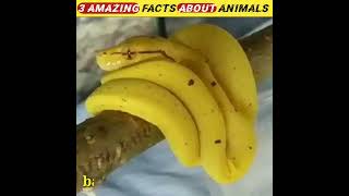 top 3 amazing facts about animals in hindi #factsshorts #youtubeshorts #ytshorts #short #shorts