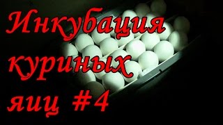 инкубация куриных яиц#4