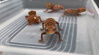 Gecko doing Cute Push up