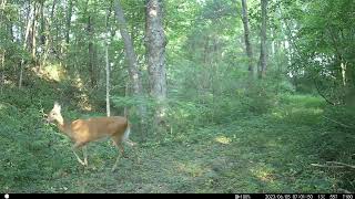 Trail Cam -  May/June 2023