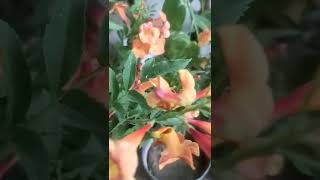 chinese trumpet vine / tecoma flower plant | summer flower plant #shorts