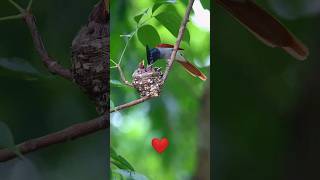 Nature's Beauty ❤️ #love #lovebirds #trending #shorts#naturelovers #birds #life #care #popular#viral