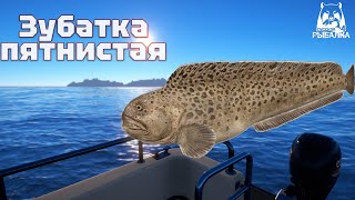 Трофейная Зубатка пятнистая. Норвежское море. Русская рыбалка 4 | Russian fishing 4