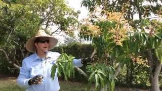 Saving a Mango Tree