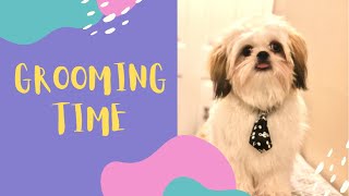 Home Grooming a Shih Tzu