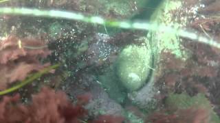 Clint Walker La Jolla Cove Scuba Dive 11 24  2012