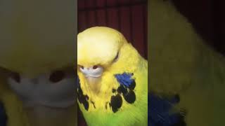 #cockatielsinging #cockatiel #birds #parrot #pets #cockatielbird #cute #cockatoosinging