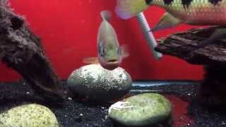 Hemichromis Fasciatus spawns again! Zeus & Widow