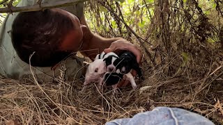 Çalılığa Sığınan Anne Ve Yavru Köpekleri Sürünerek Aldık