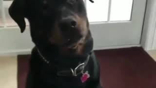 Smart cute dog