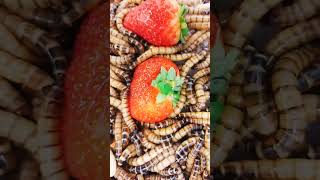 Will Super Worms eat strawberries? #strawberry