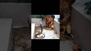 king cobra hunting chicks 🐍🐔🐤🐥 #kingcobra #chicken #chicks #ctto #viral #trending #shorts #hunting